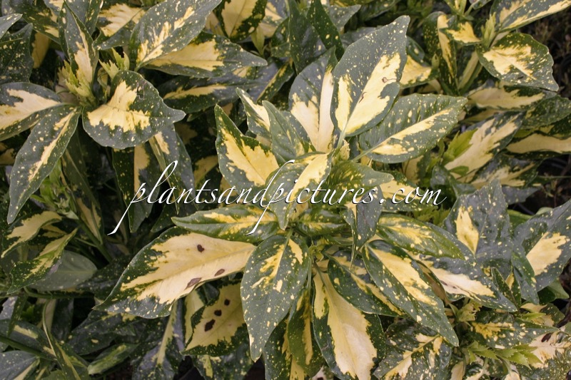 Aucuba japonica ‘Picturata’