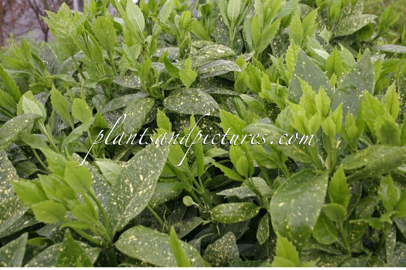 Aucuba japonica ‘Variegata’