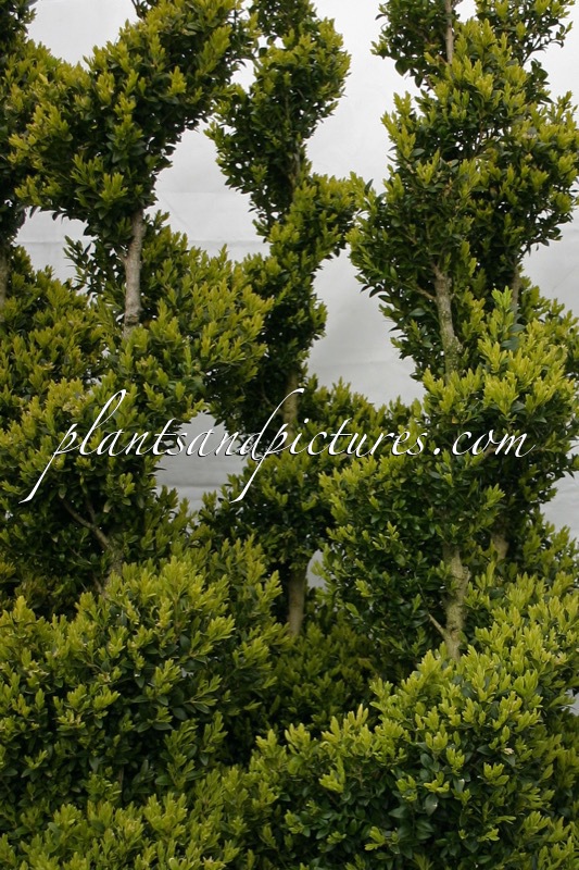Buxus sempervirens