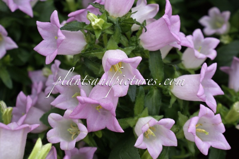Campanula media ‘PKMM01’ (SWEET MEE FAIRYTALE)