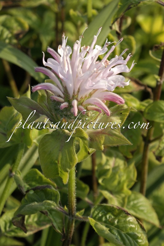 Monarda ‘Fishes’