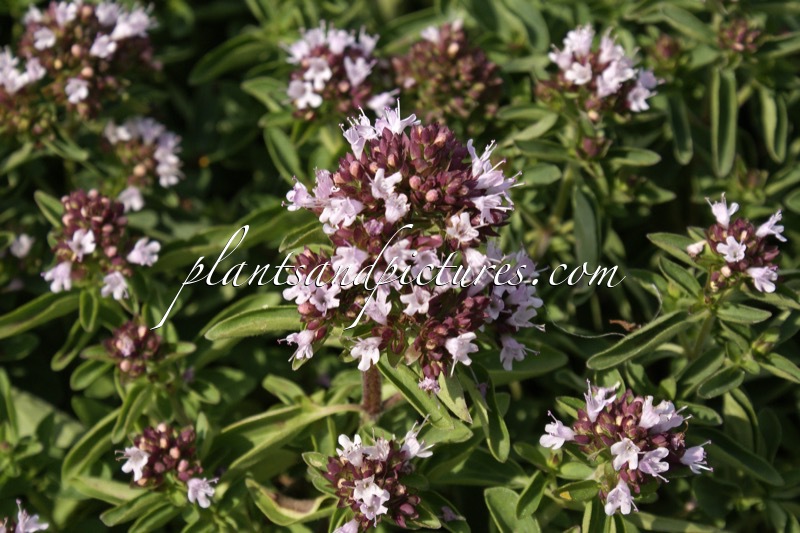 Origanum vulgare ‘Compactum’