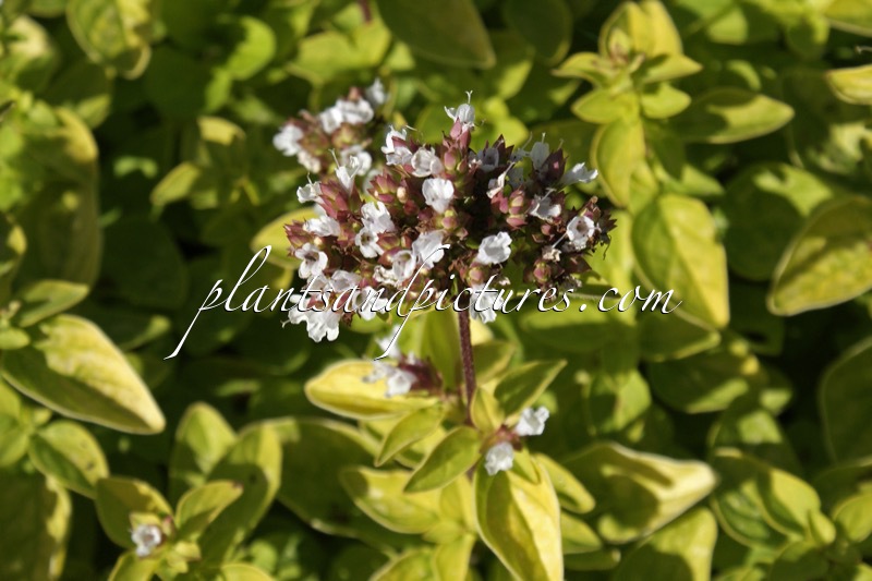 Origanum vulgare ‘Thumble’s Variety’