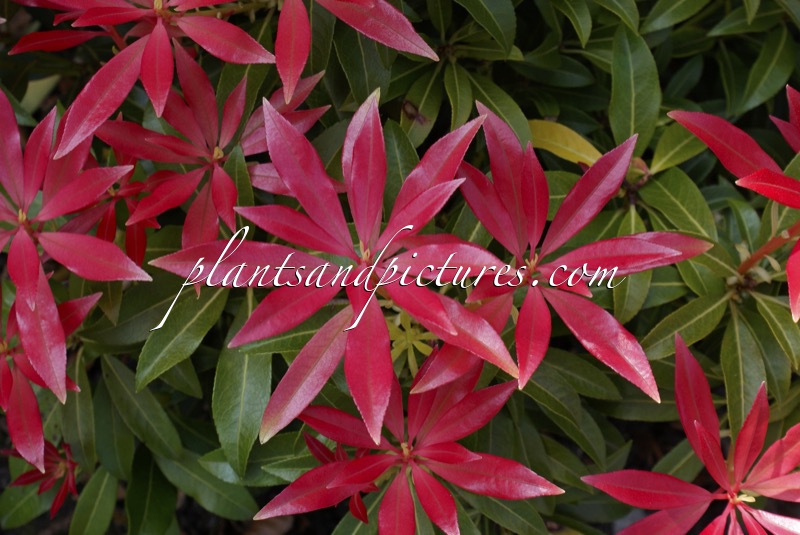 Pieris ‘Forest Flame’