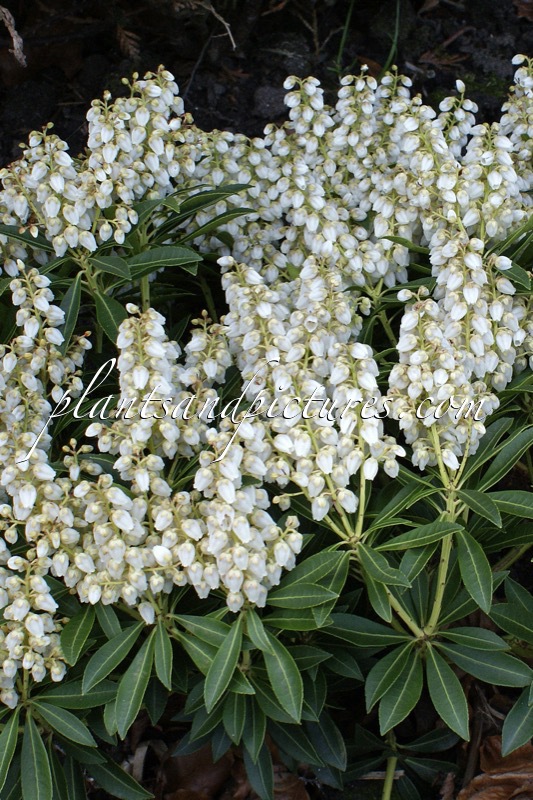 Pieris japonica ‘Debutante’