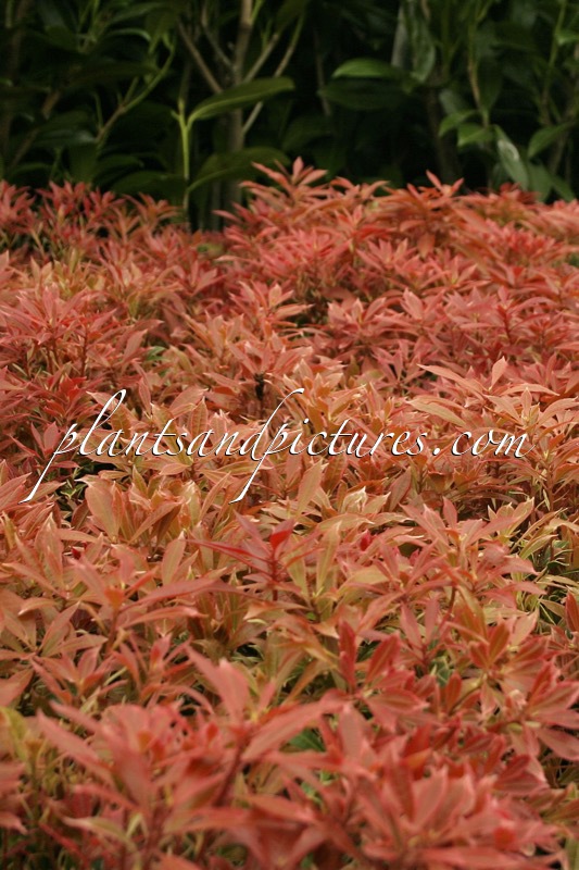 Pieris japonica ‘Carnaval’
