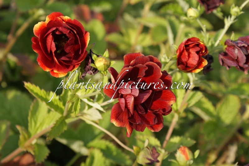 Potentilla ‘Emilie’