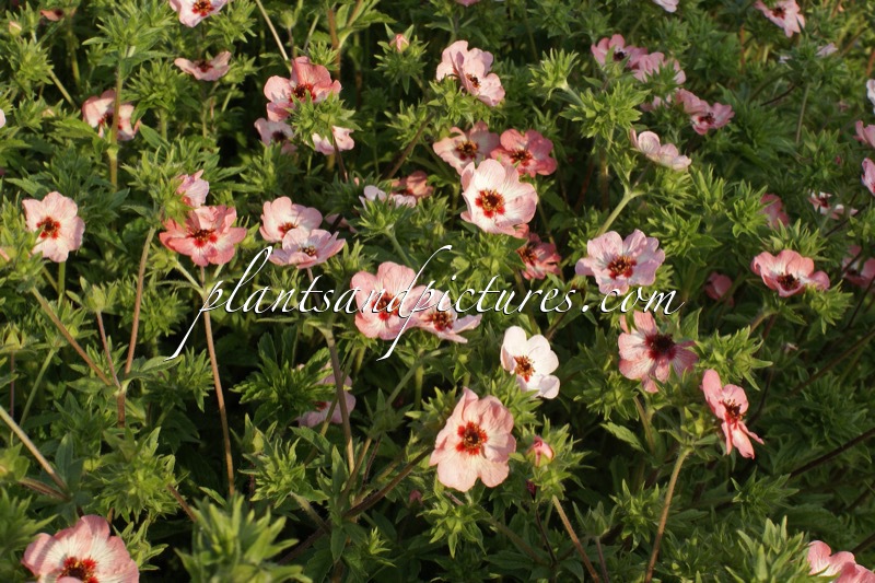 Potentilla ‘Light My Fire’