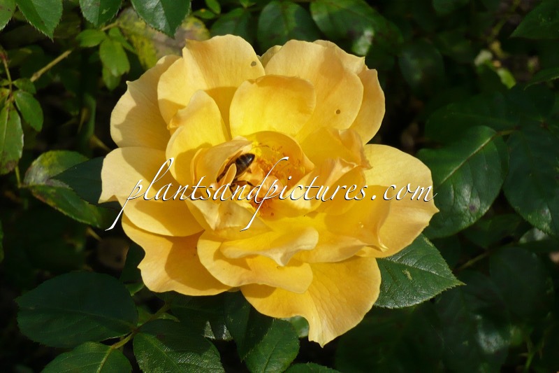 Rosa ‘Harflow’ (EASY GOING)