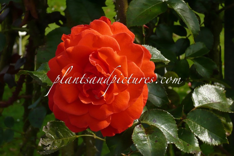 Rosa ‘Kormorlet’ (SALITA)