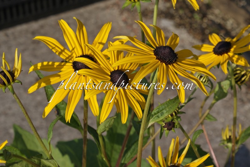 Rudbeckia fulgida ‘Goldsturm’