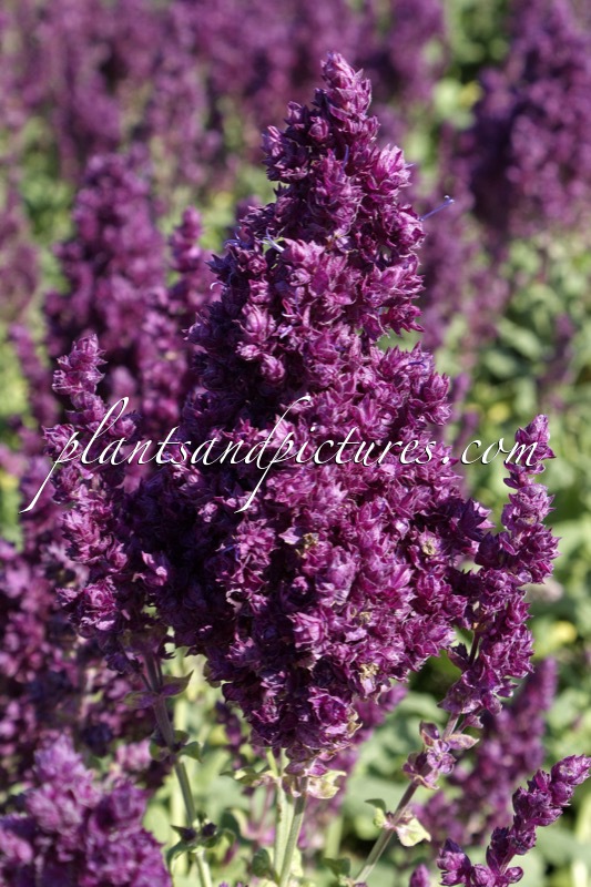 Salvia nemorosa ‘Plumosa’