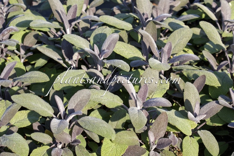 Salvia officinalis ‘Purpurascens’