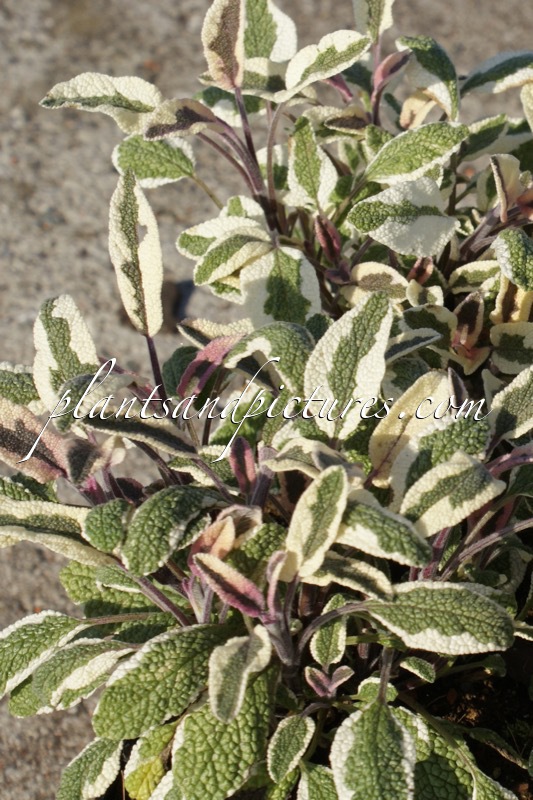 Salvia officinalis ‘Tricolor’