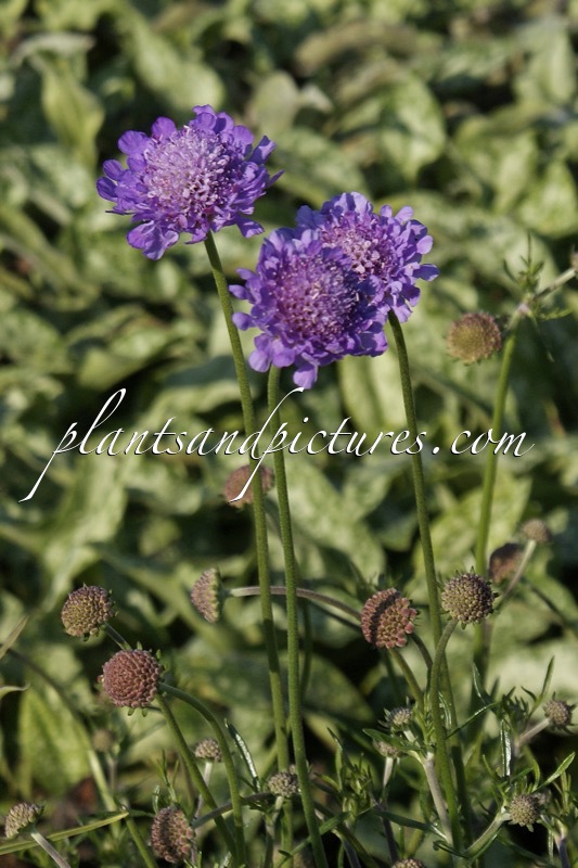 Scabiosa ‘Vivid Vi’