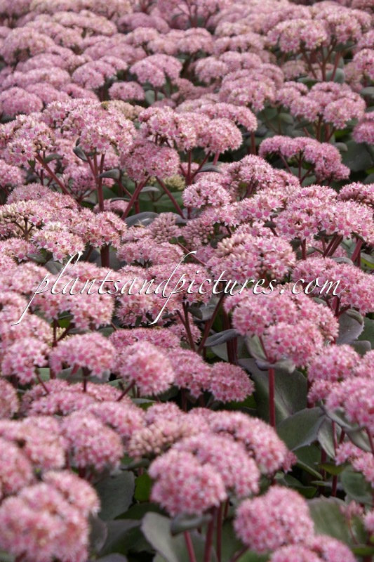 Sedum ‘Matrona’