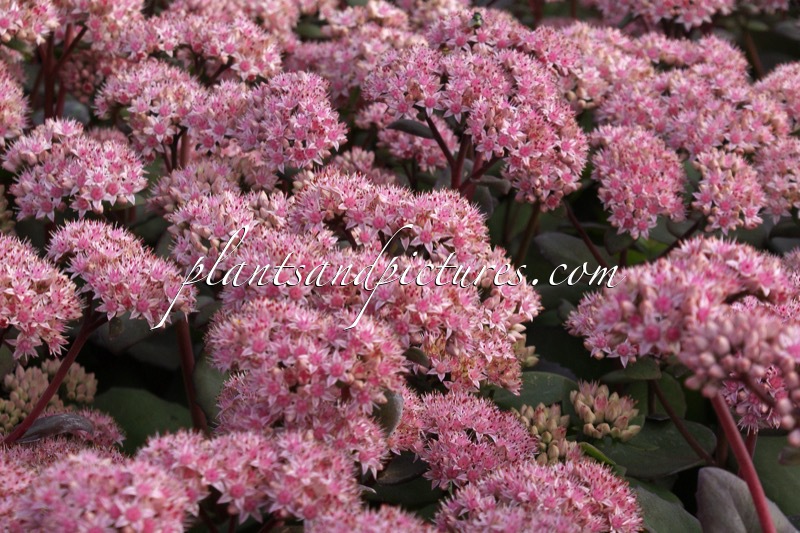 Sedum ‘Matrona’