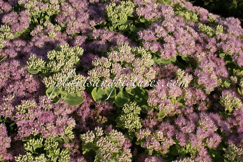 Sedum spectabile ‘Brillant’