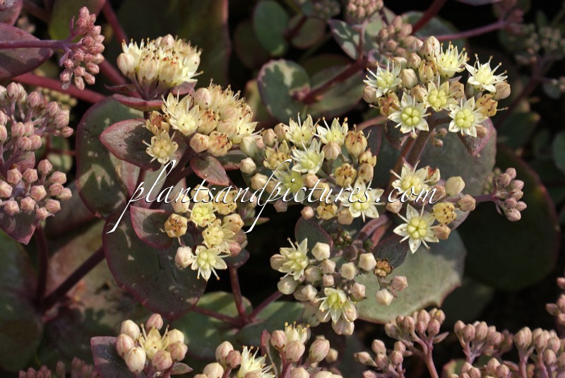 Sedum telephium var. ruprechtii