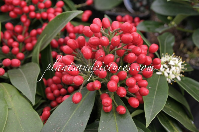 Skimmia japonica subsp. reevesiana