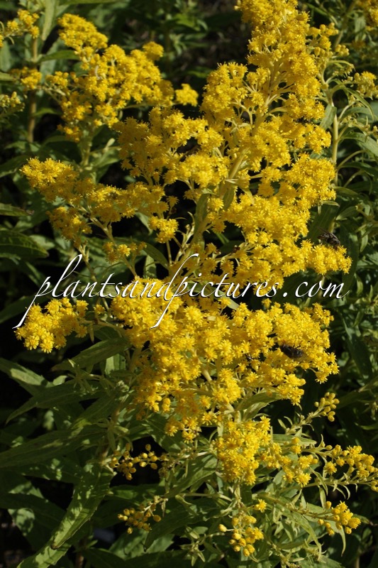 Solidago ‘Golden Mosa’