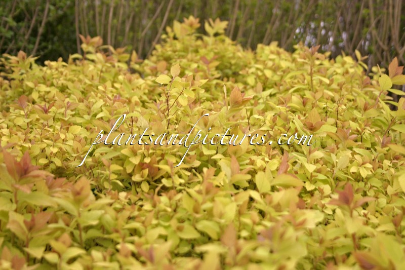 Spiraea japonica ‘Golden Princess’