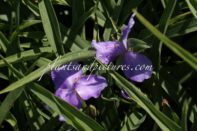 Tradescantia ‘Charlotte’