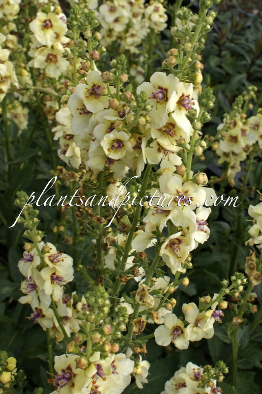 Verbascum ‘Cotswold Cream’