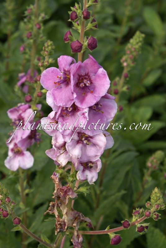 Verbascum ‘Pink Domino’