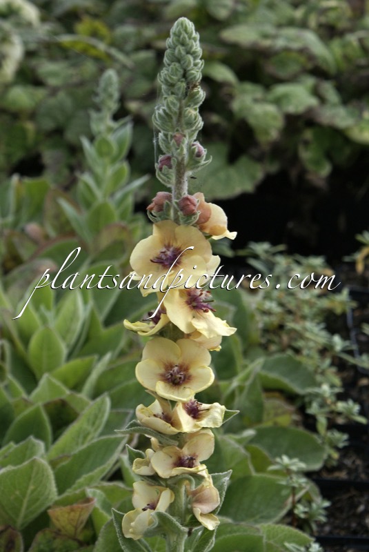 Verbascum ‘Helen Johnson’