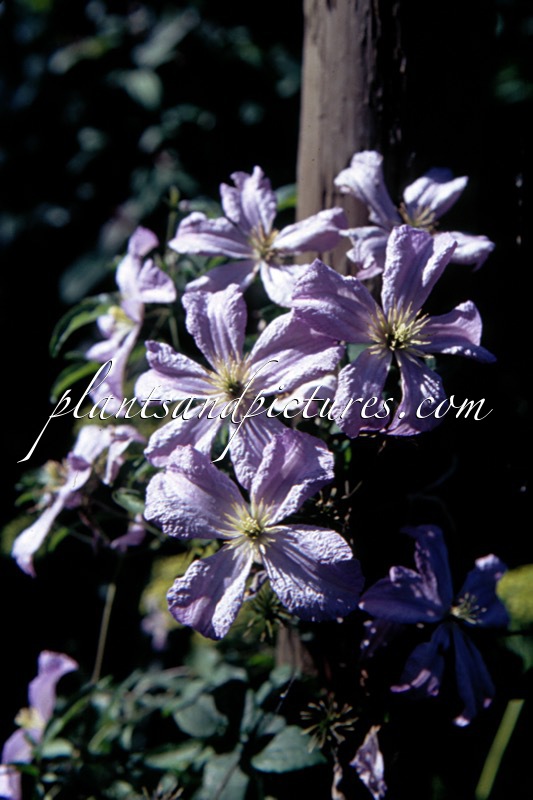Clematis ‘Prince Charles’