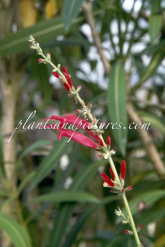 Salvia elegans ‘Scarlet Pineapple’