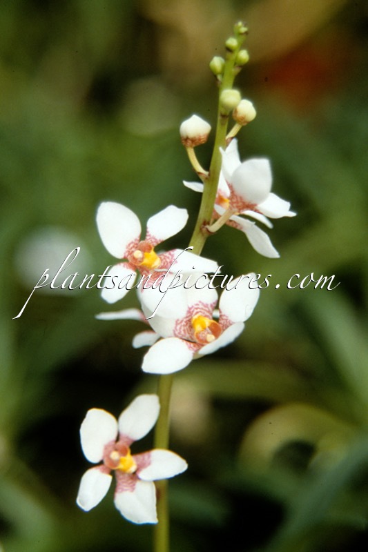 Dendrobium sulphureum