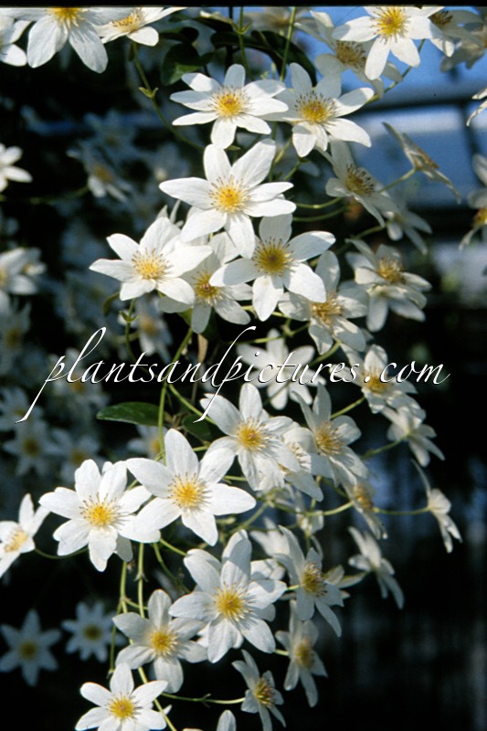 Clematis finetiana
