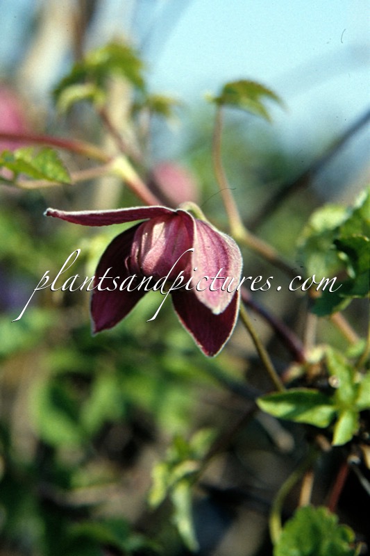 Clematis ‘Amethyst Beauty’