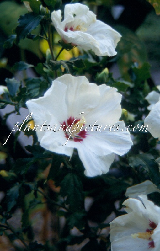 Hibiscus syriacus ‘Red Heart’