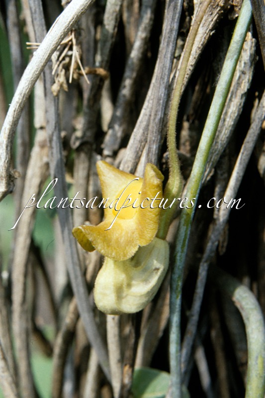 Aristolochia moupinense