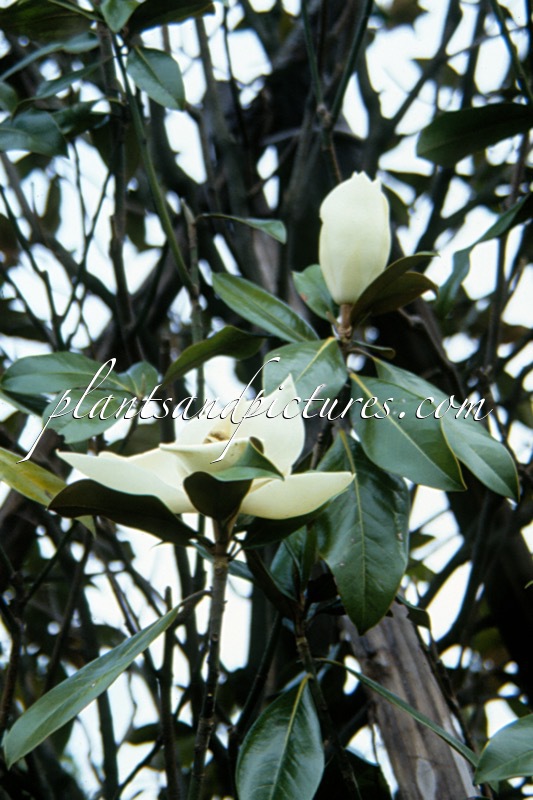 Magnolia grandiflora ‘Gallissonnière’