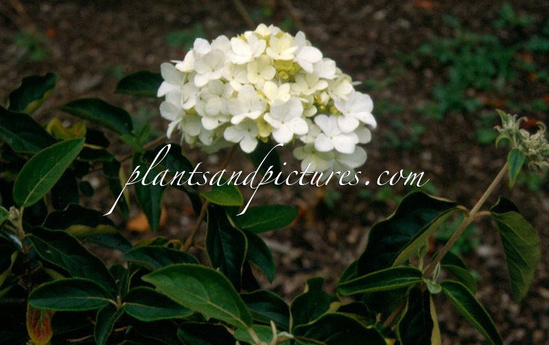 Viburnum macrocephalum