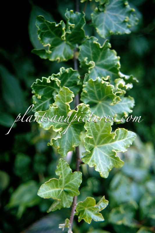 Hedera helix ‘Parsley Crested’