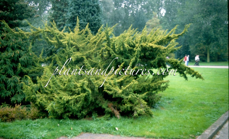 Juniperus chinensis ‘Plumosa Aurea’