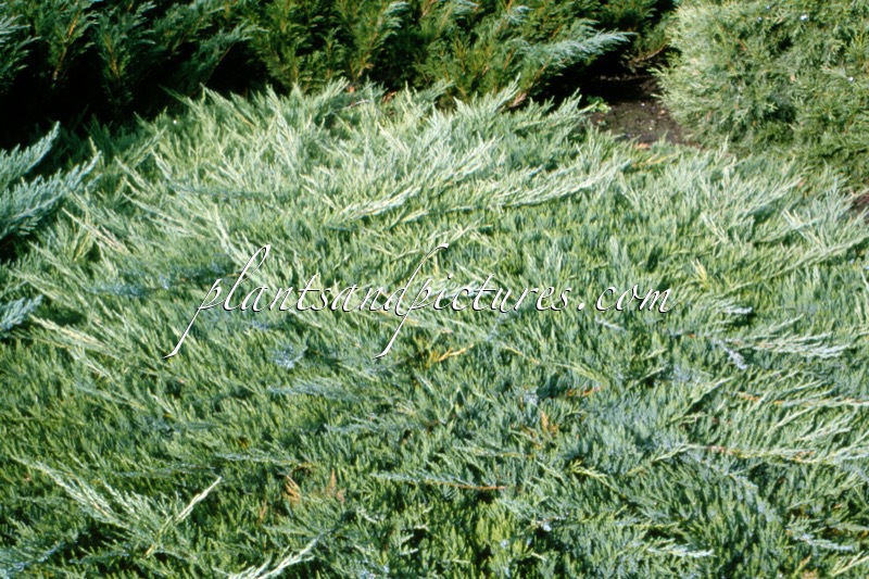 Juniperus sabina ‘Broadmoor’