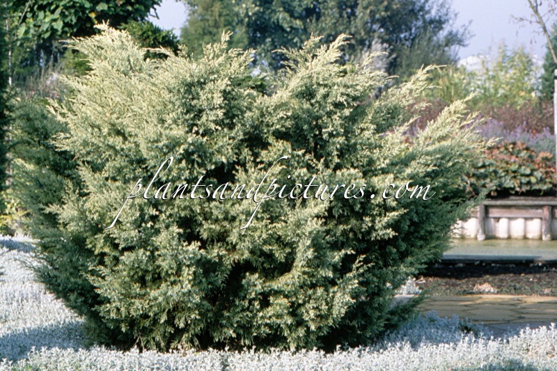 Juniperus virginiana ‘Sulphur Spray’