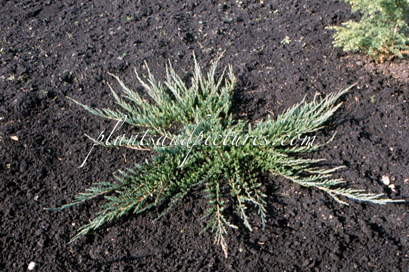 Juniperus horizontalis ‘Emerald Spreader’