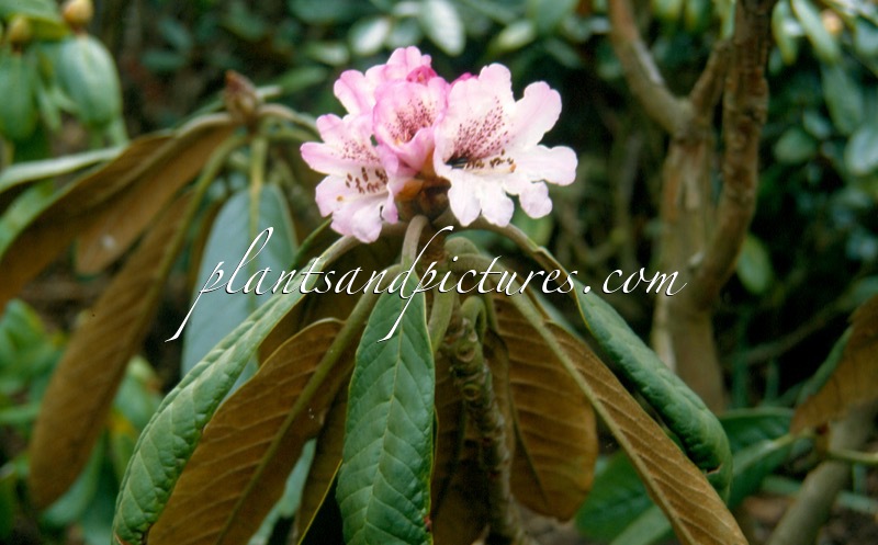 Rhododendron rex subsp. fictolacteum