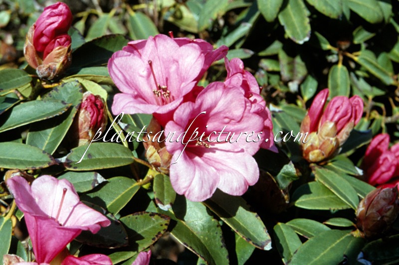 Rhododendron ‘Kimbeth’