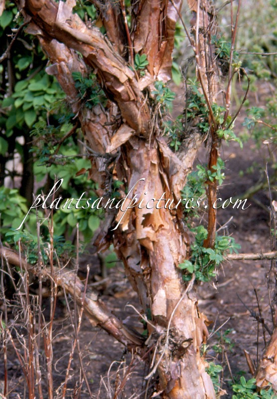 Polylepis australis