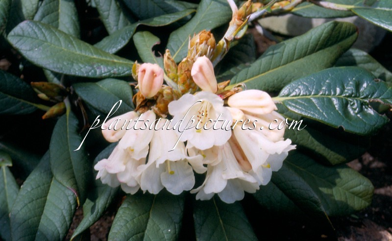 Rhododendron wiltonii