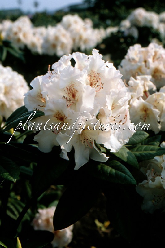 Rhododendron ‘Simona’