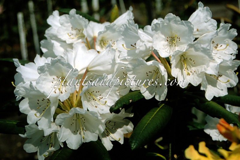 Rhododendron yakushimanum x Rhododendron galactinum